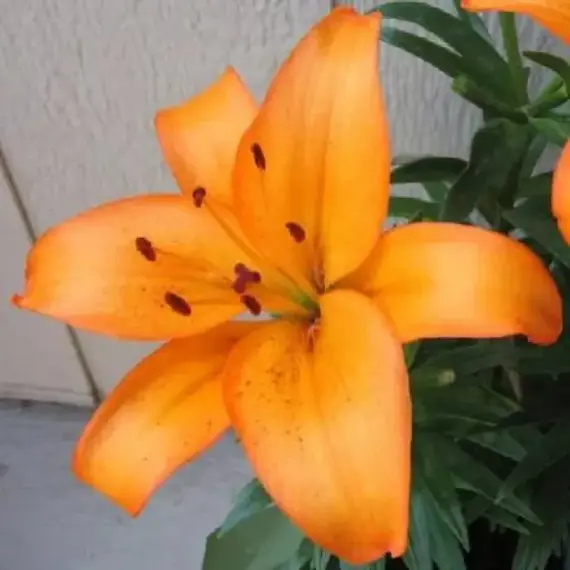 Лилия Хайд Парк