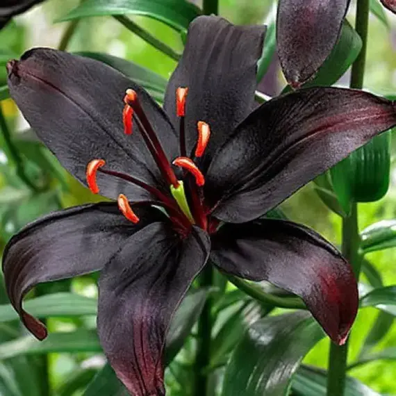 Лилия Квин Оф Найт