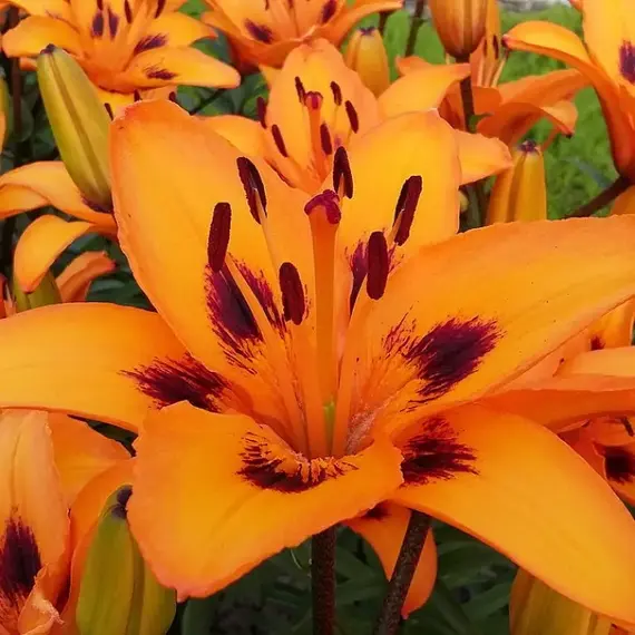 Лилия Лорето азиатская