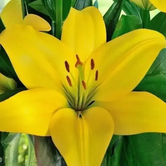 Лилия Жиронда азиатская