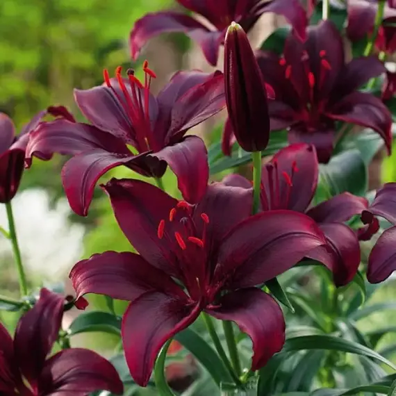 Лилия Дименшн азиатская