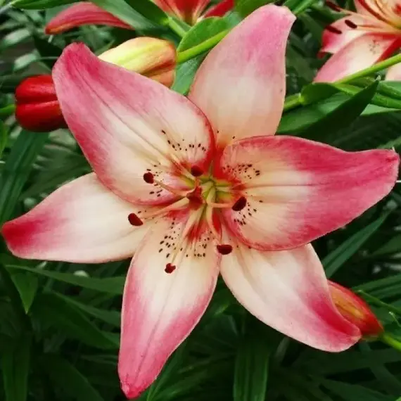 Лилия Розеллас Дрим азиатская