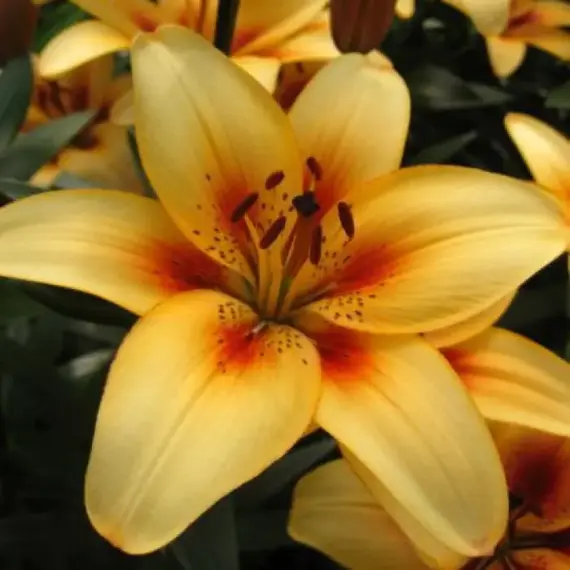 Лилия Тату азиатская