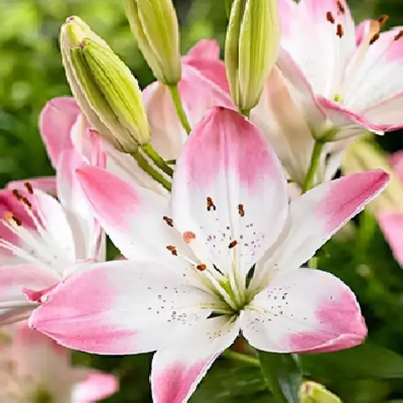 Лилия Шугар Лав азиатская