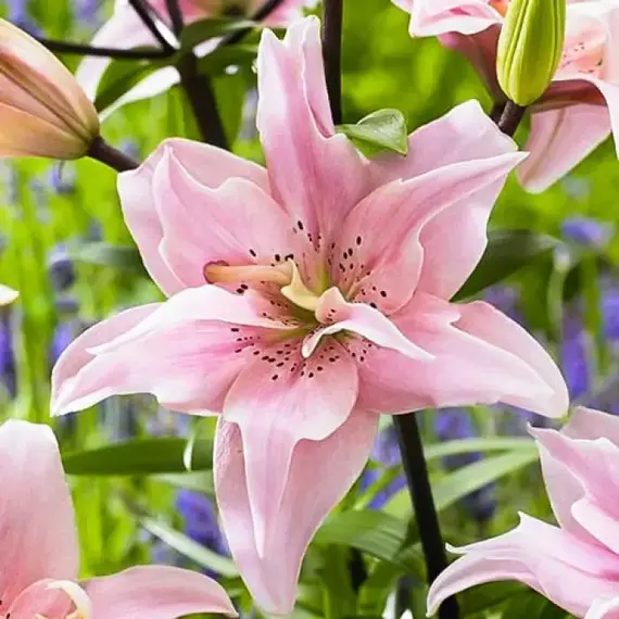 Лилия Элоди азиатская