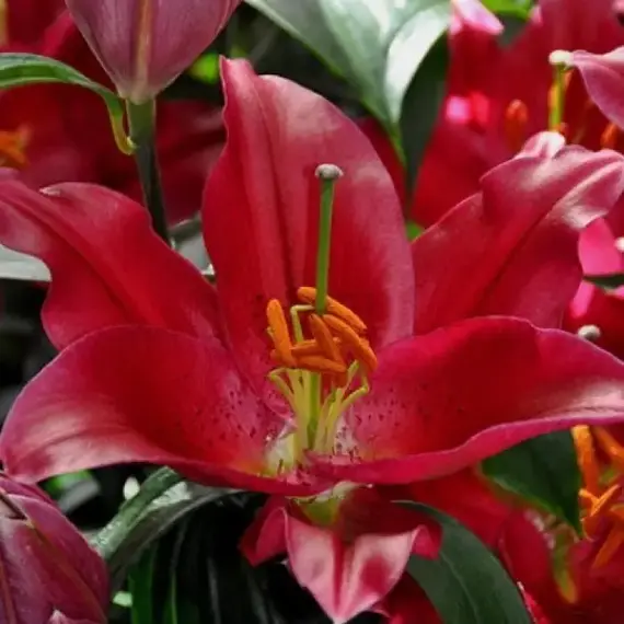 Лилия Пико восточная