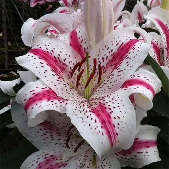 Лилия Спектатор восточная