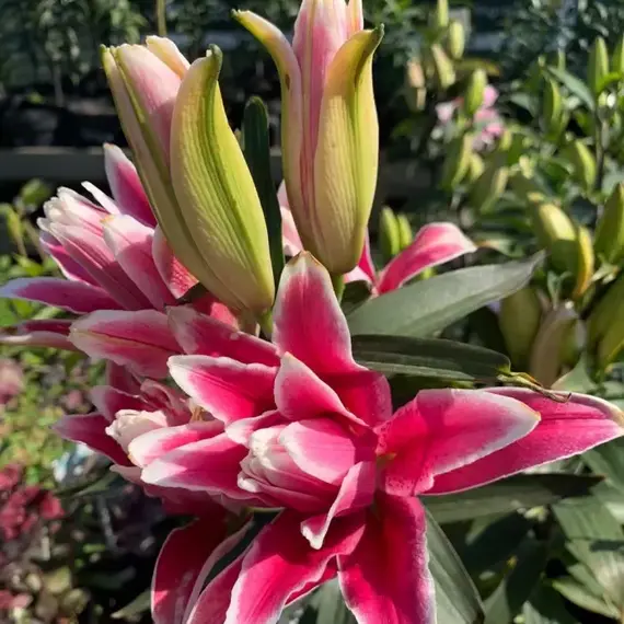 Лилия Татьяна розовидная восточная