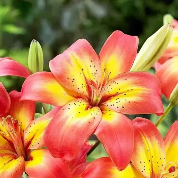 Лилия Коста-дель-Соль