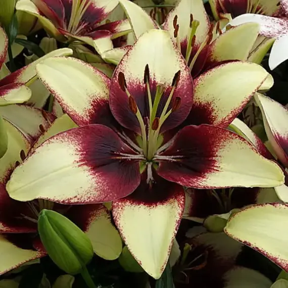 Лилия Куритиба