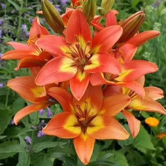 Лилия Линда азиатская