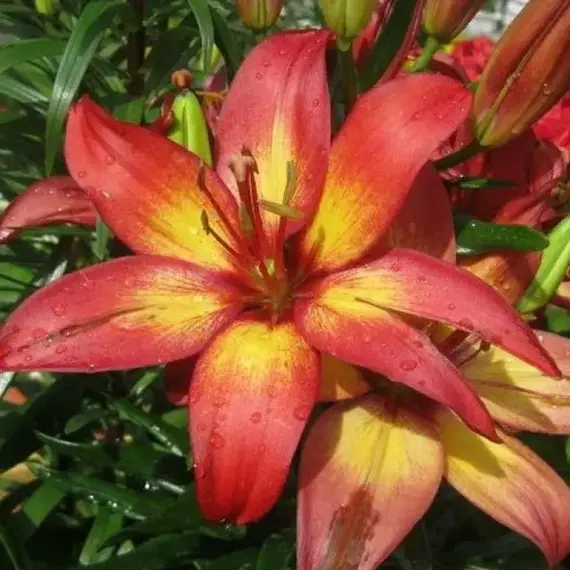 Лилия Маджестик Джой