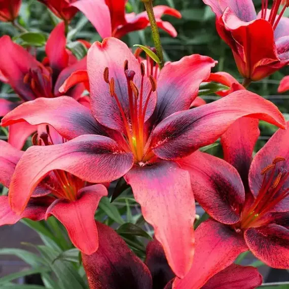 Лилия Лондон Харт азиатская