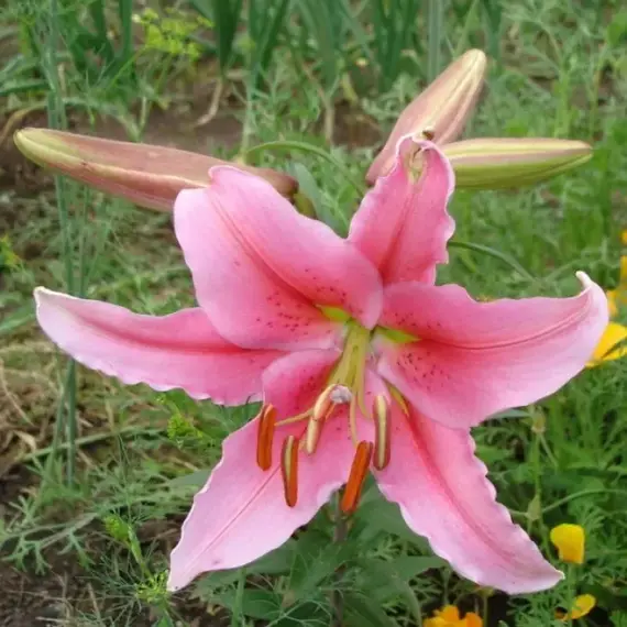 Лилия Ломбардия