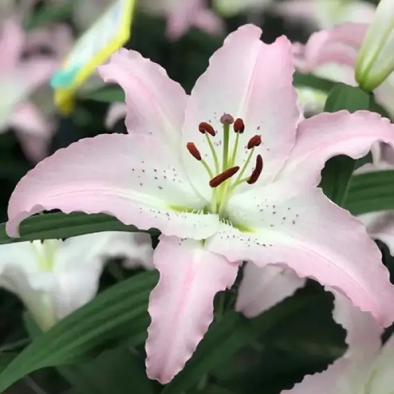 Лилия Марко Поло