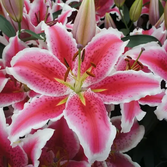 Лилия Тасман