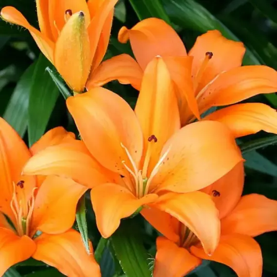 Лилия Стейнлесс Стил