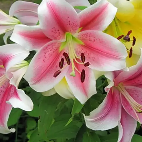 Лилия Пинк Бриллиант