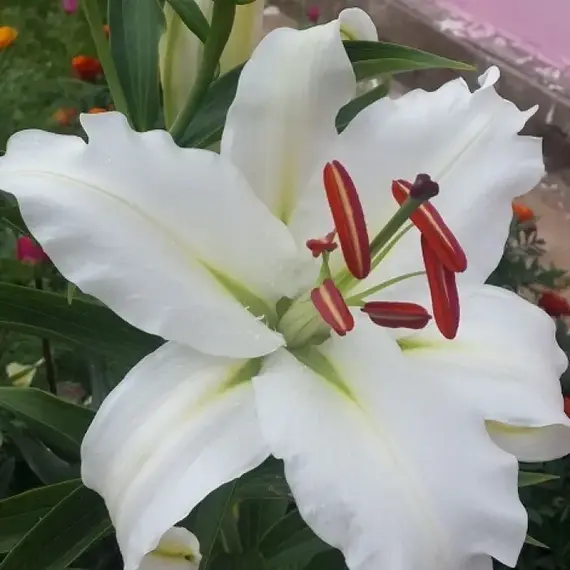 Лилия Полар