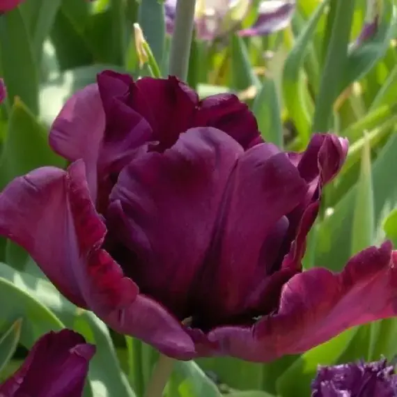 Тюльпан попугайный Мюриел