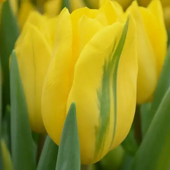 Тюльпан зеленоцветный Формоза