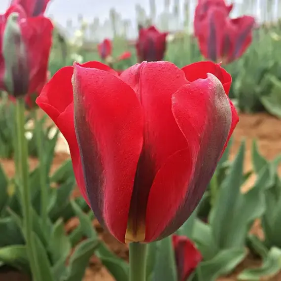 Тюльпан зеленоцветный Ред Спринггрин