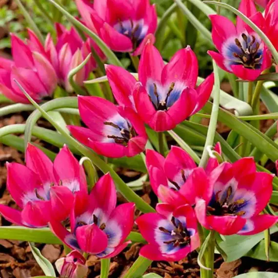 Тюльпан ботанический Литтл Бьюти