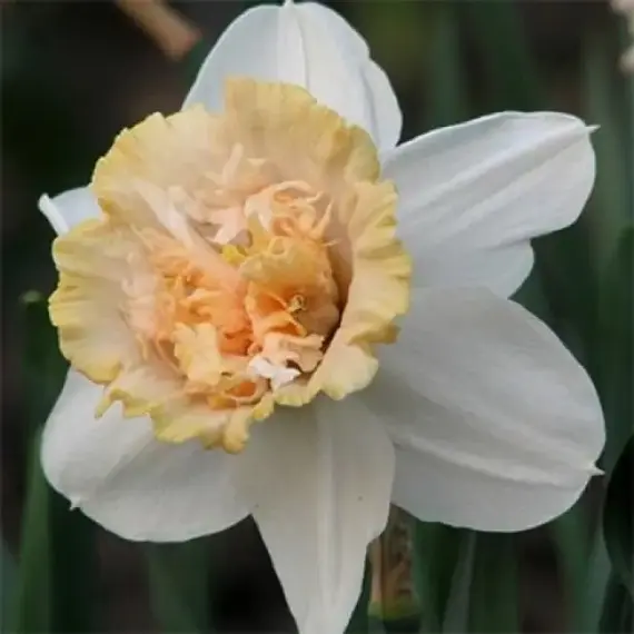 Нарцисс махровый Петит Фо