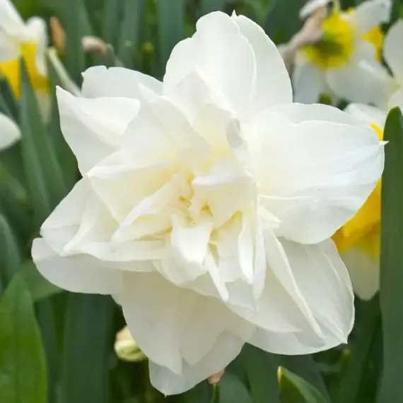 Нарцисс махровый Калгари