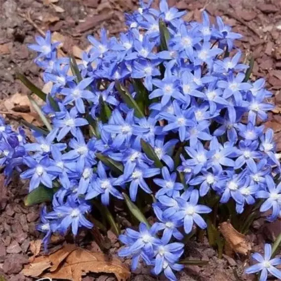 Хинодокса Форбса Блу-вайт