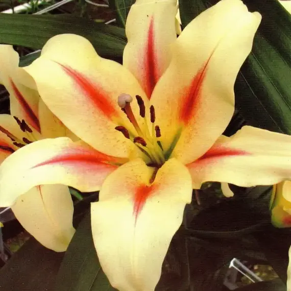 Лилия Нимфа ОТ-гибрид