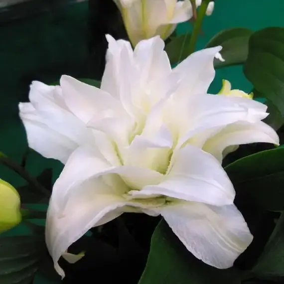 Лилия Моника розовидная восточная