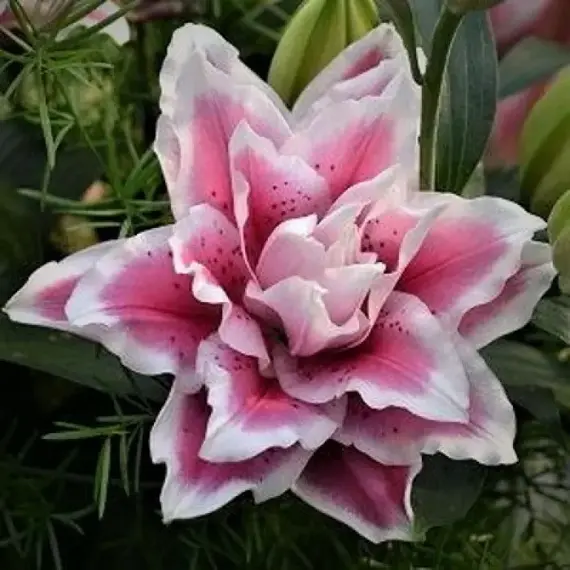 Лилия Саманта розовидная восточная