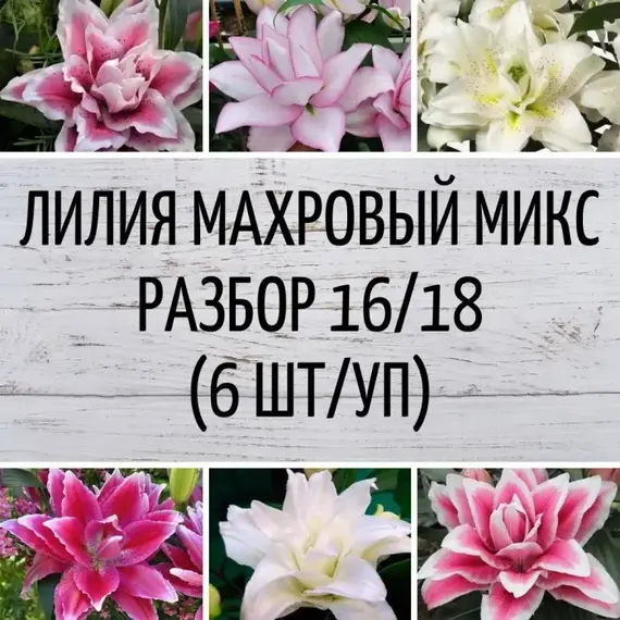 Лилия махровый микс