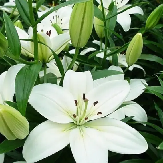 Лилия Йети азиатская