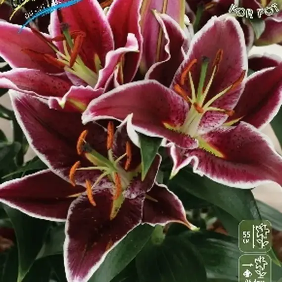 Лилия Магни Корз восточная