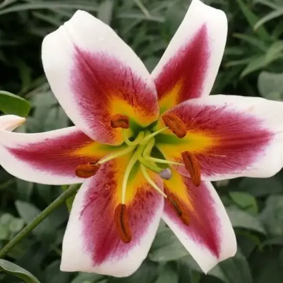 Лилия Роберт Грисбах ОТ-гибрид