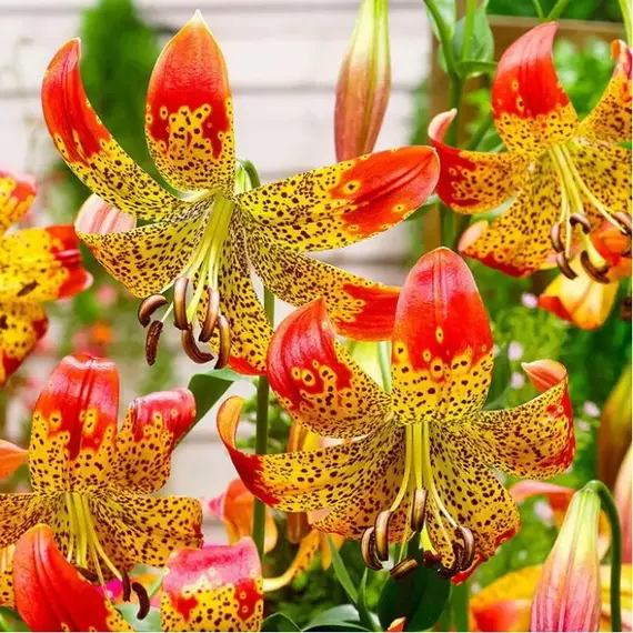 Лилия Фьюжн видовая