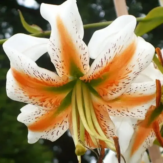 Лилия Леди Элис видовая