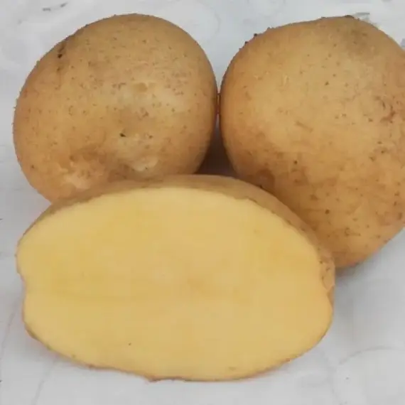 Картофель семенной Адретта (1 кг/уп - репродукция элита, средне-ранний)