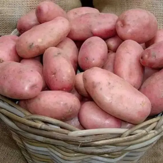 Картофель семенной Ред Леди (1 кг/уп - репродукция элита, ранний)