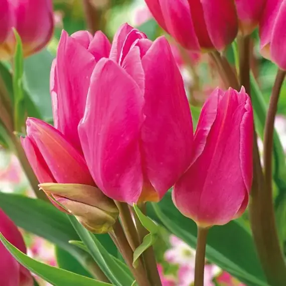 Тюльпан многоцветковый Happy family.