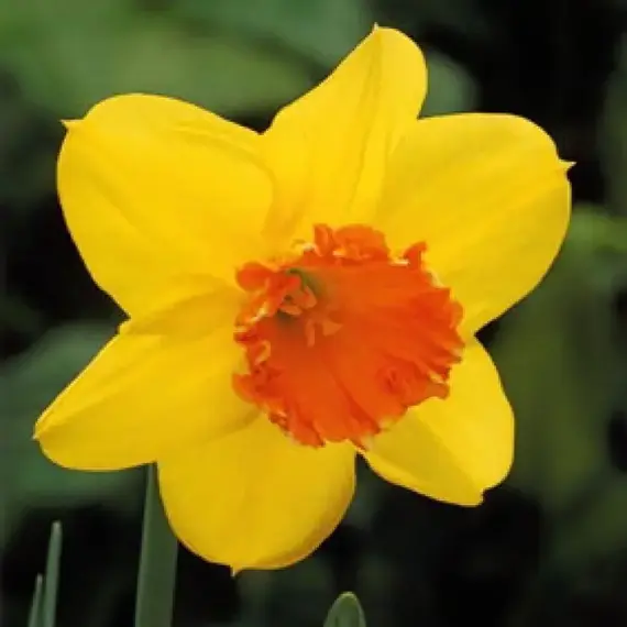 Нарцисс трубчатый Хуанита.