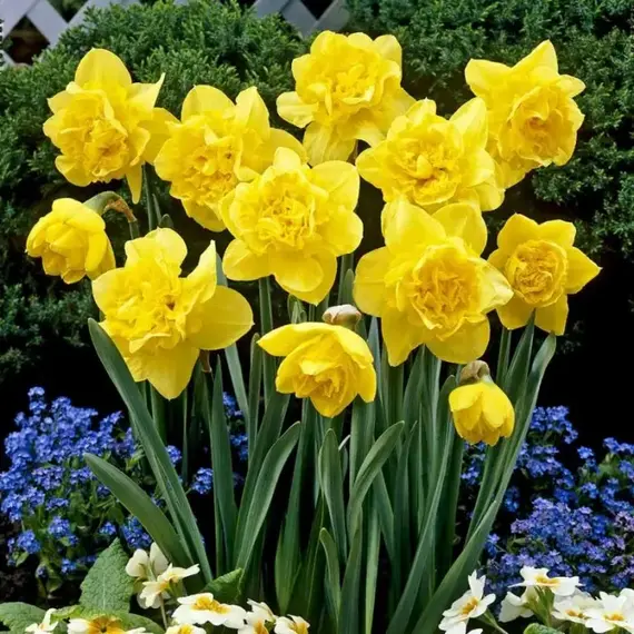 Нарцисс Dick Wilden.