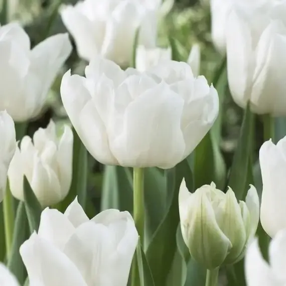 Тюльпан махровый ранний Мондиаль