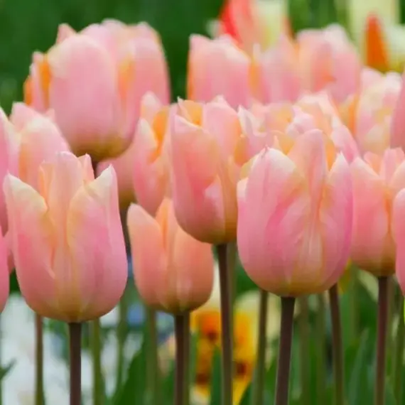 Тюльпан Триумф Априкот Фокс