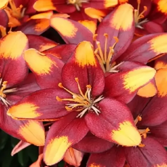 Лилия Тайни Лайон азиатская