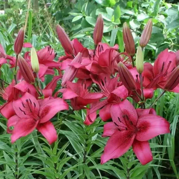 Лилия Новембер Рейн ОА-гибрид