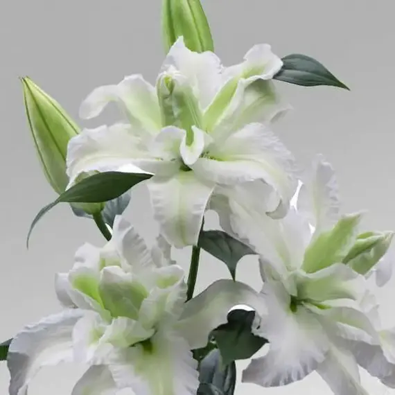 Лилия Эмпресс восточная махровая