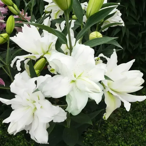 Лилия Лотус Бьюти восточная махровая